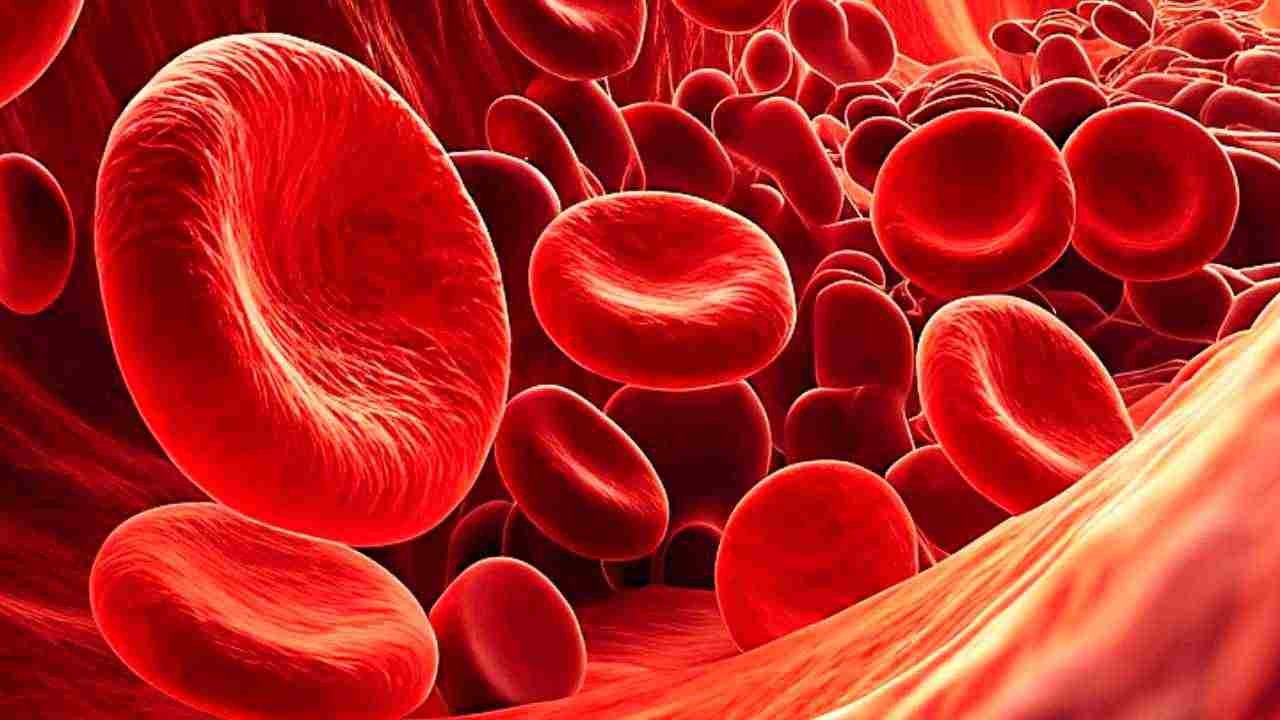 Blood: The Silent River That Keeps Us Alive